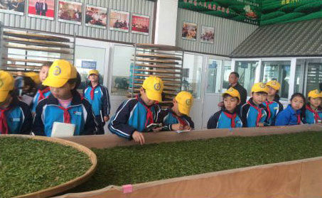 各地學(xué)生來玉環(huán)火山茶基地實地參觀體驗玉環(huán)火山茶制作流程。